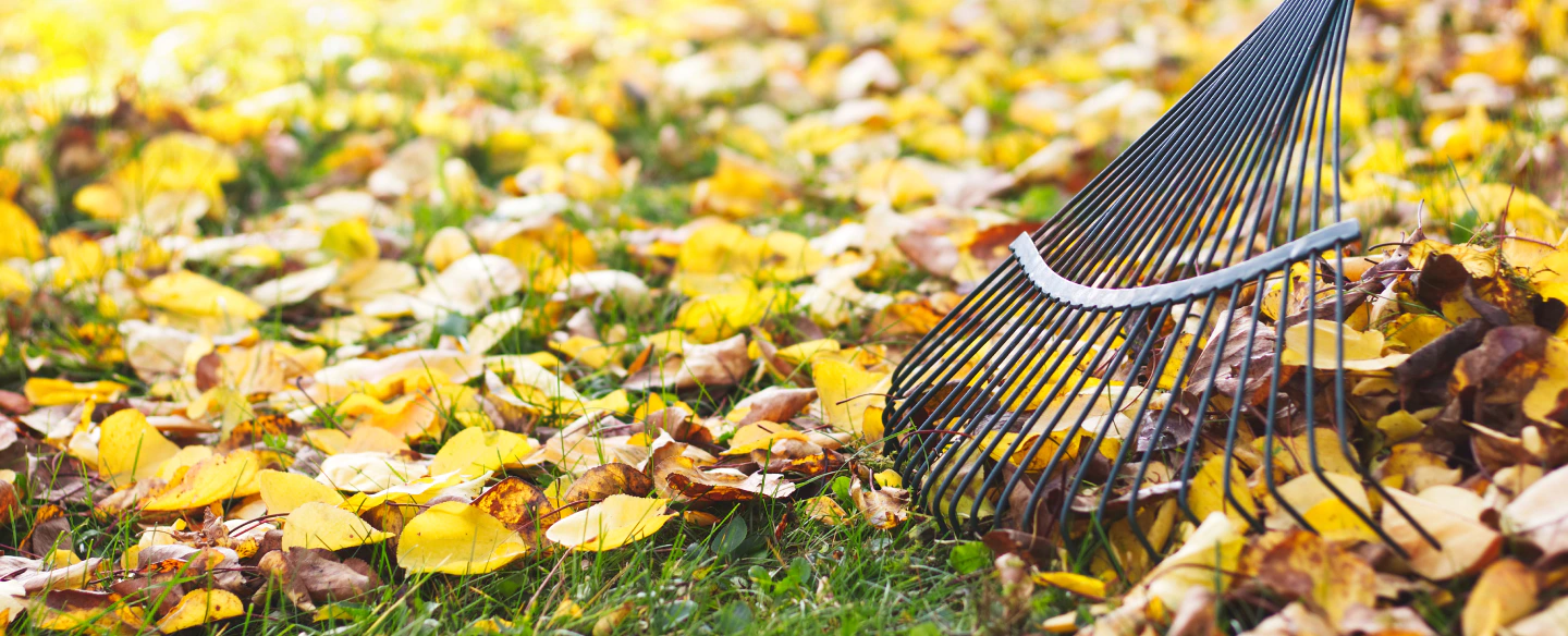fall cleanup services marne mi
